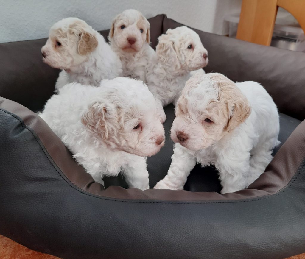 Lagotto Romagnolo Mecklenburg Vorpommern