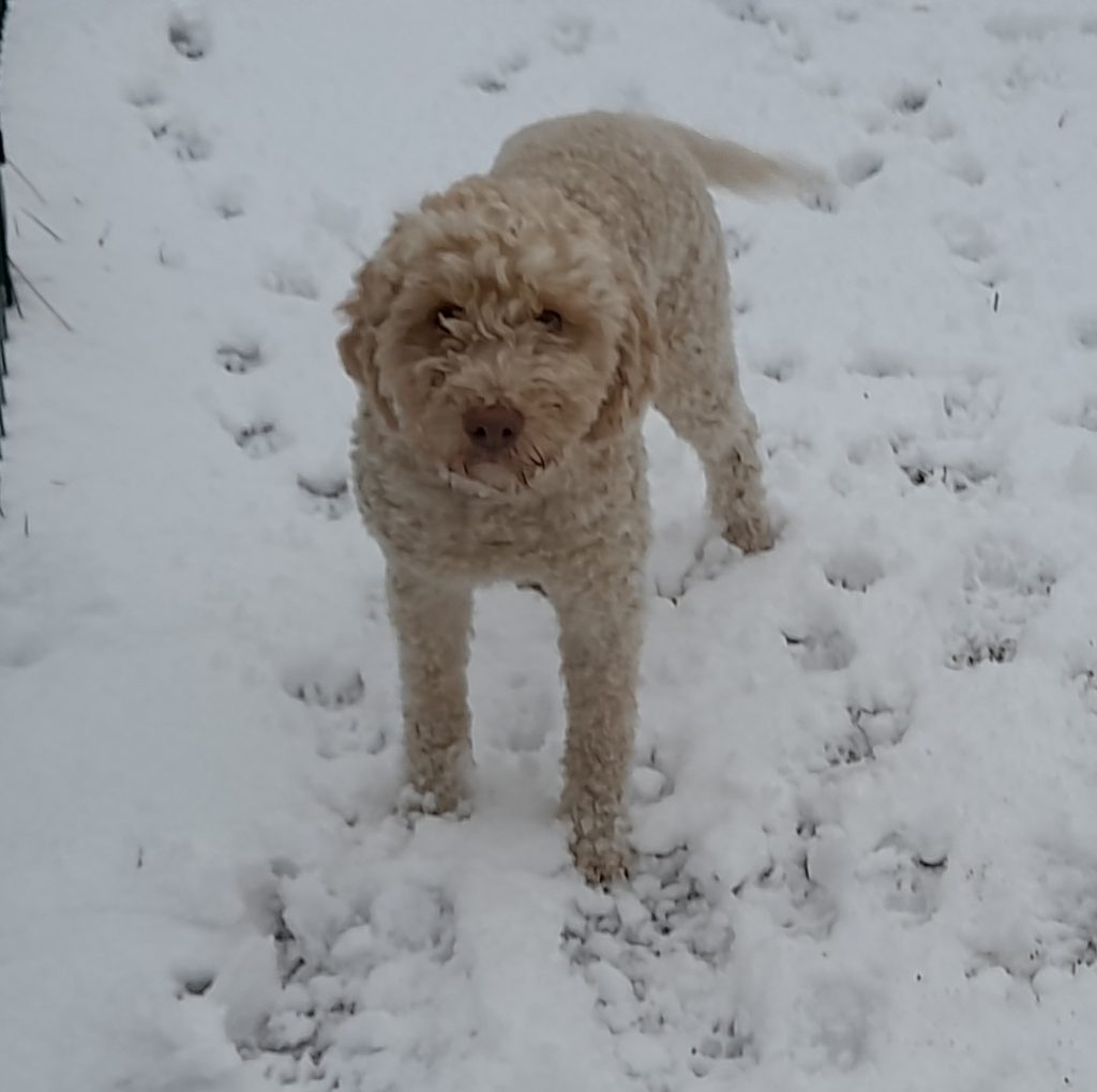 Lagotto Romagnolo Mecklenburg Vorpommern