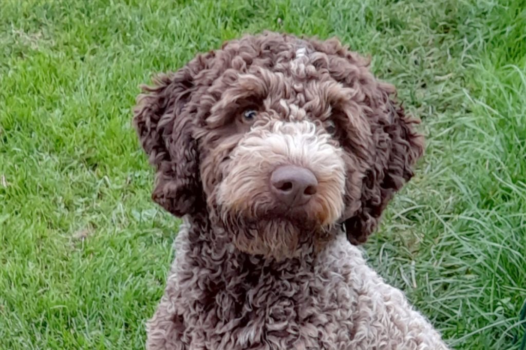Lagotto Romagnolo Hundezucht Mecklenburg Vorpommern, Hamburg, Schwerin, Lübeck