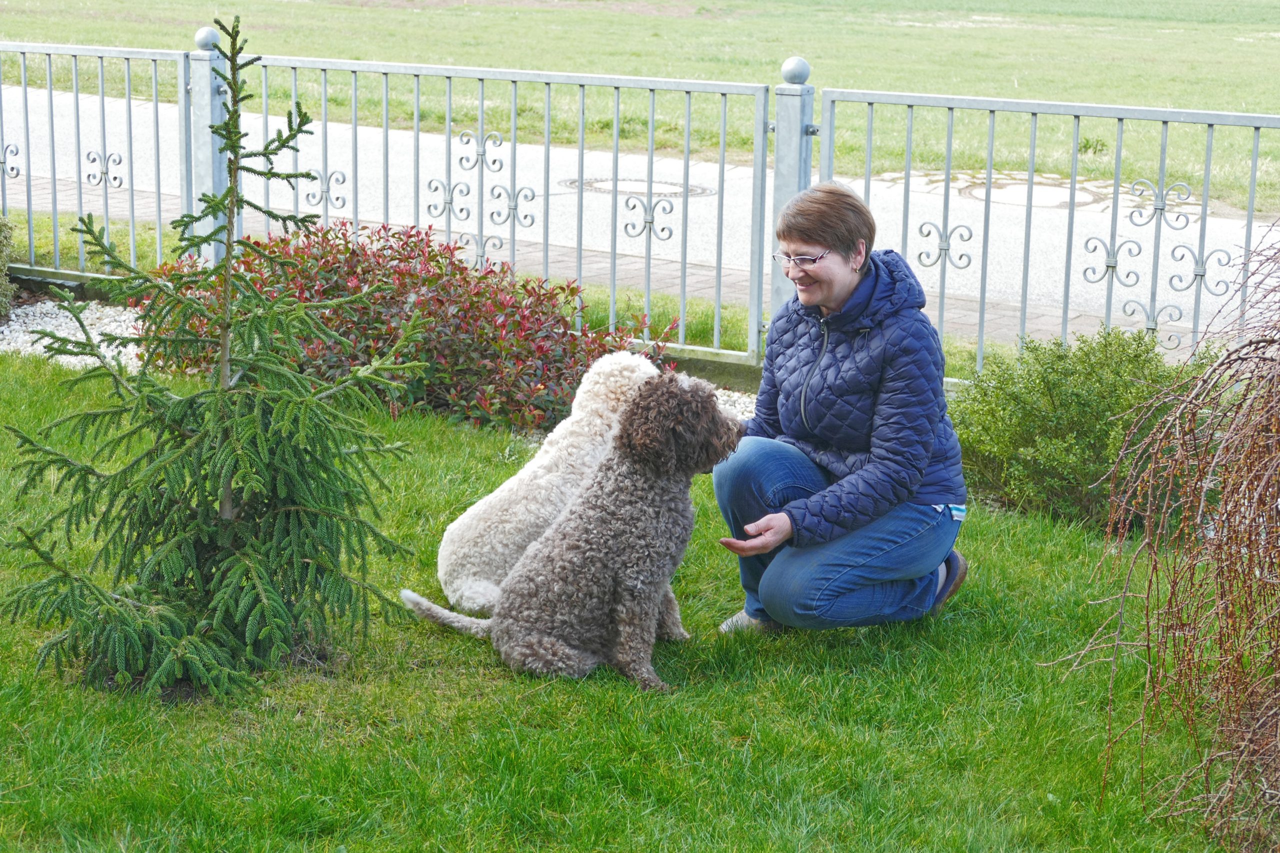 Lagotto Romagnolo Hundezucht Mecklenburg Vorpommern