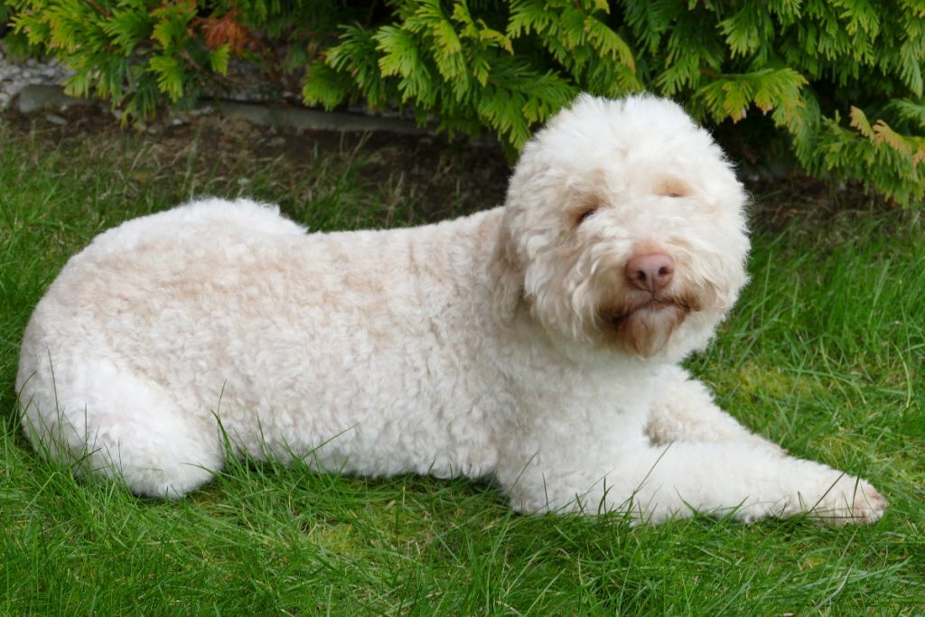 Lagotto Romagnolo Hundezucht Mecklenburg Vorpommern, Hamburg, Schwerin, Lübeck