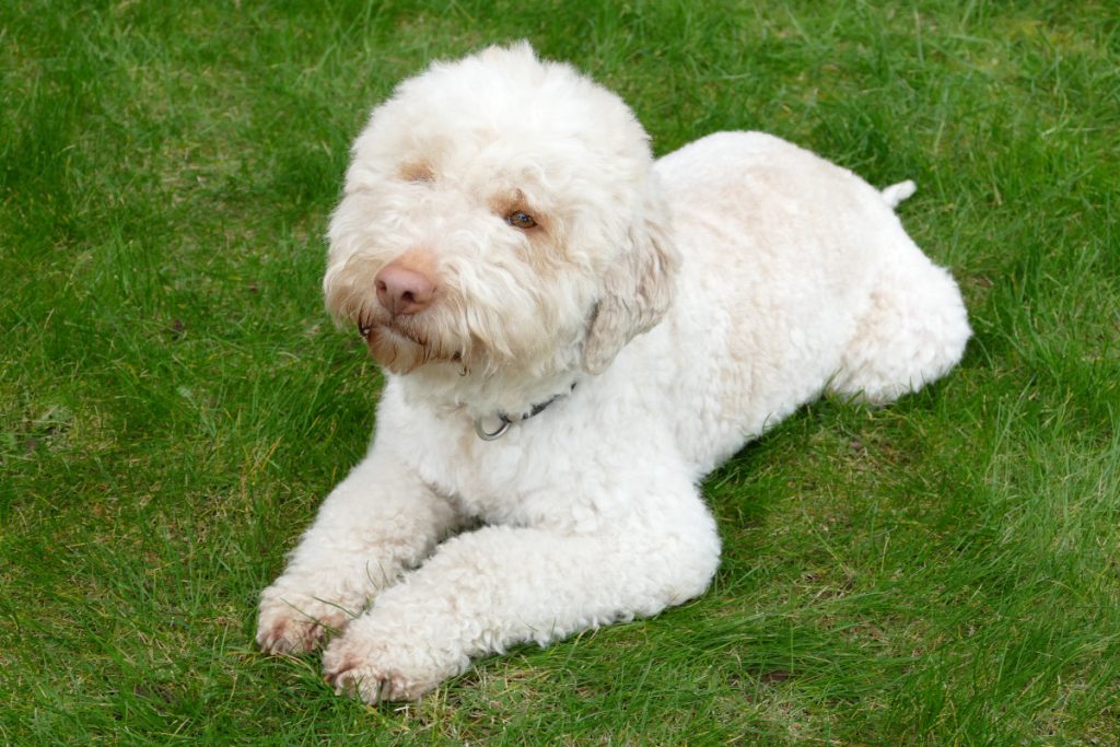 Lagotto Romagnolo Hundezucht Mecklenburg Vorpommern, Hamburg, Schwerin, Lübeck