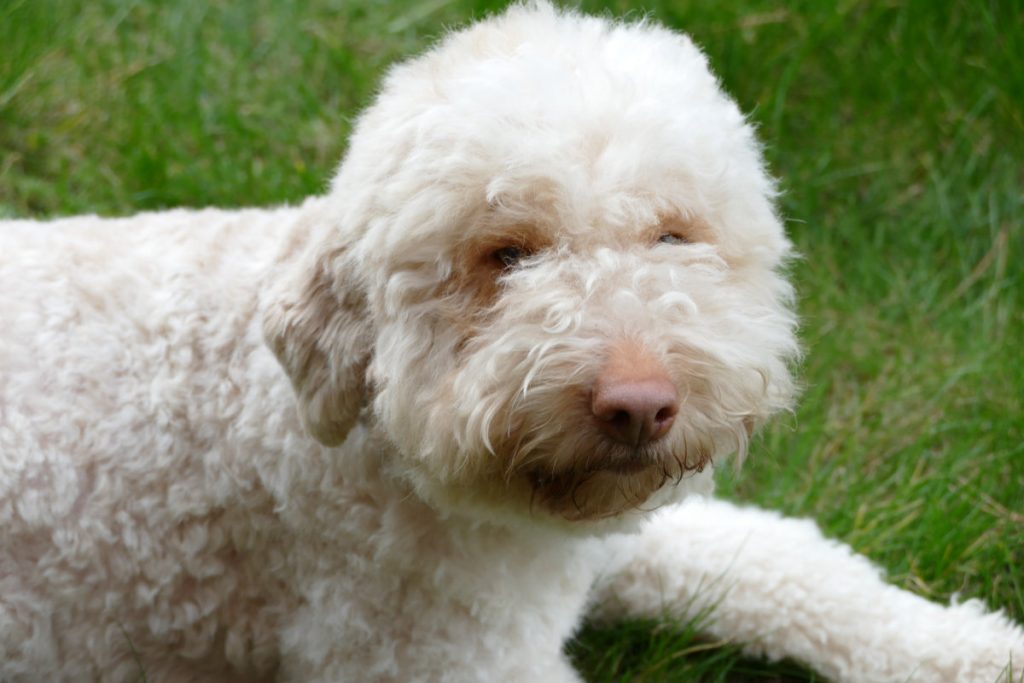 Lagotto Romagnolo Hundezucht Mecklenburg Vorpommern, Hamburg, Schwerin, Lübeck