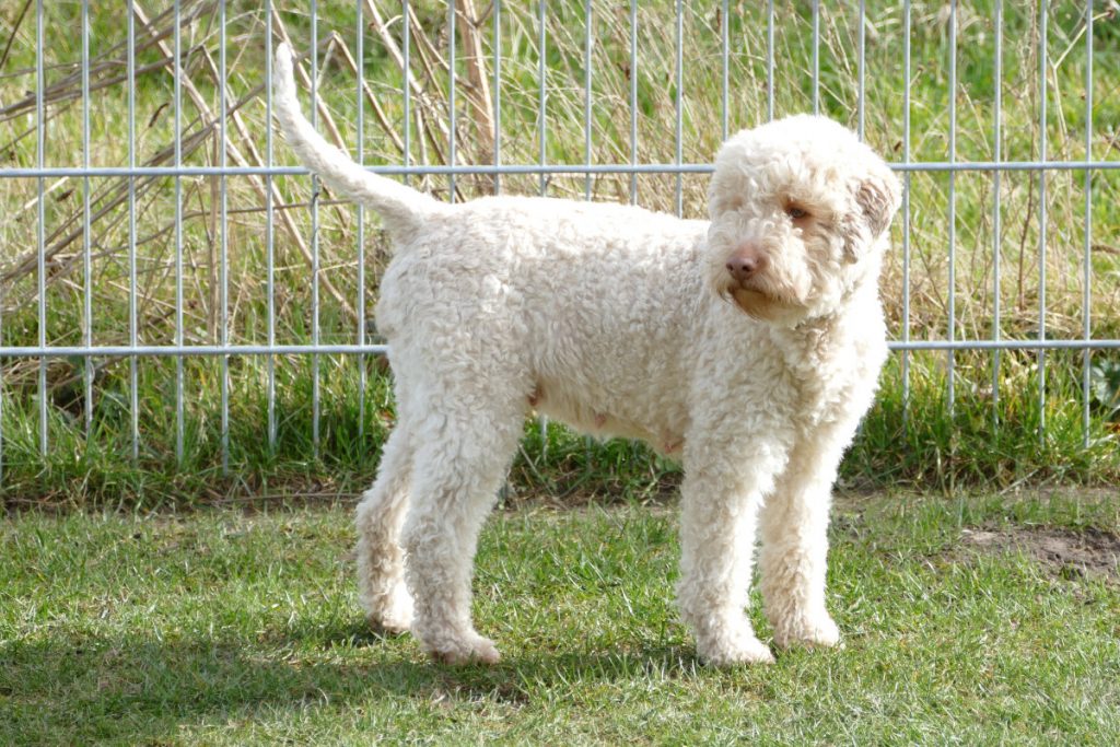 Lagotto Romagnolo Hundezucht Mecklenburg Vorpommern, Hamburg, Schwerin, Lübeck