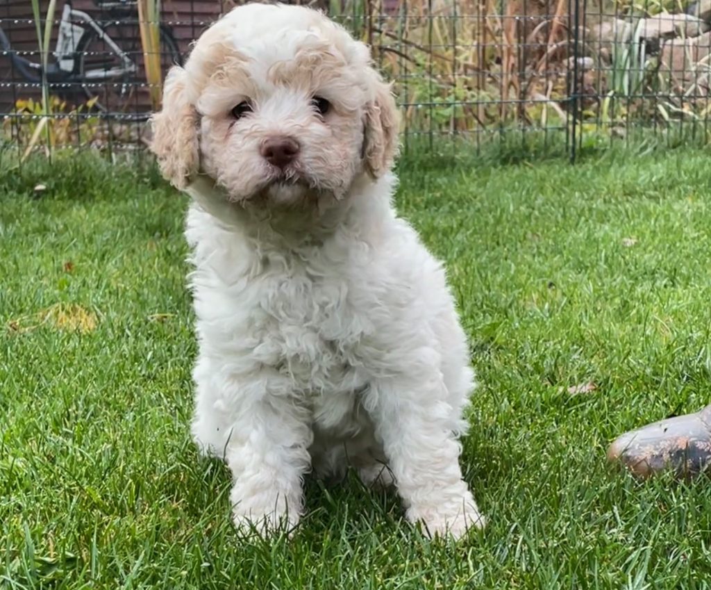 Lagotto Romagnolo Mecklenburg Vorpommern