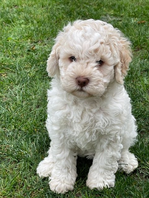 Lagotto Romagnolo Mecklenburg Vorpommern