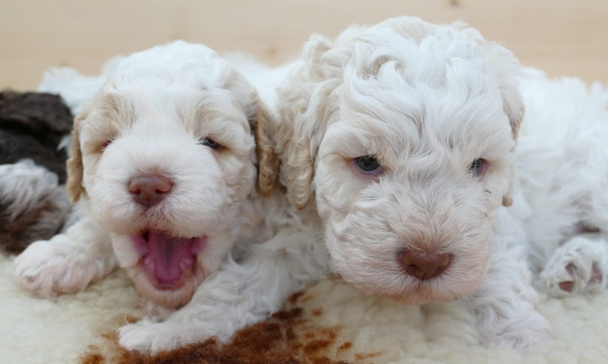 Lagotto Romagnolo Italienische Wasserhunde LAGOTTO VON BERVAL